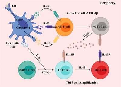 The Role of Gamma-Delta T Cells in Diseases of the Central Nervous System